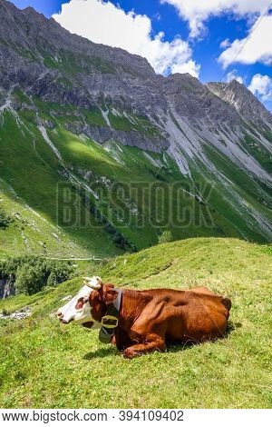 Cows In Alpine Pasture, Pralognan La Vanoise, French Alps