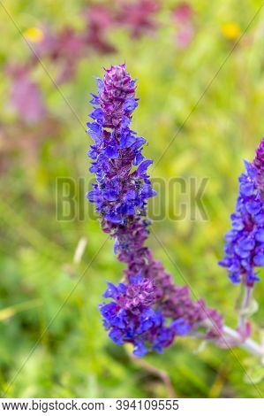 Sage flowers herb (Salvia nemorosa). Field with wild flowers of medicinal sage