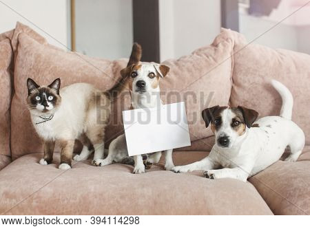 Cute dog and cat at home with empty blank card. Pets in living room on sofa