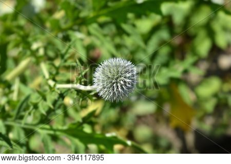 Southern Globethistle Flower - Latin Name - Echinops Ritro