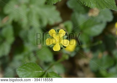 Indian Strawberry Flower - Latin Name - Duchesnea Indica (potentilla Indica)