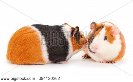 Two Guinea Pigs Isolated On White Background. Funny, Guineapig.
