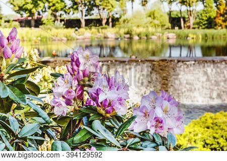 Natural Flower Background. Amazing View Of Colorful Rododendron Blooming In The Garden Under Sunligh