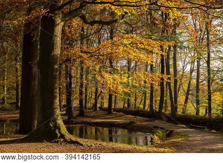 Autumn Colored Trees In The Park Surrounding The Dutch Castle Staverden On The Veluwe Near Ermelo