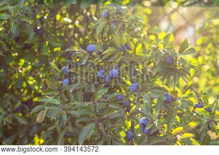 Prunus Spinosa, Called Blackthorn Or Sloe. Blue Berries Of Blackthorn Ripen On Bushes Selective Focu