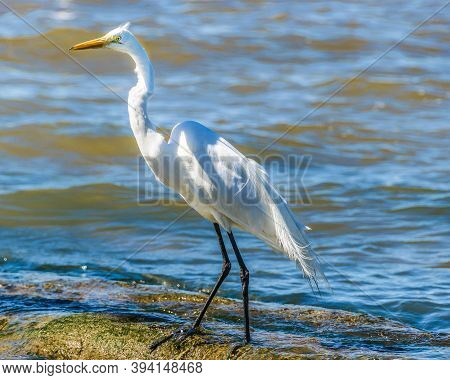 White Stork At Coast Beach, Montevideo, Uruguay
