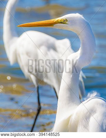 White Storks At Coast Beach, Montevideo, Uruguay