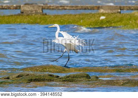 White Stork At Coast Beach, Montevideo, Uruguay