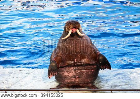 The Walrus Shows Its Tongue. Walrus Show.