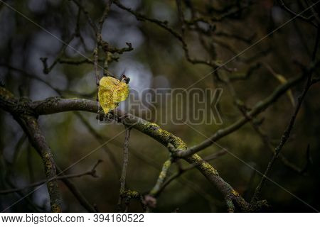 Last Yellow Autumn Leaf In The Dark Bare Branches Of An Old Tree, Wabi Sabi Concept, Symbol For Tran