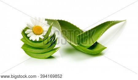 Green leaf aloe vera with chamomile flower on white background.