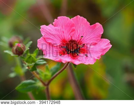 Closeup Of A Lovely Pink Cinquefoil Flower And Bud, Potentilla Nepalensis Miss Willmott, In A Garden