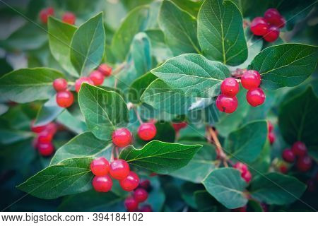 Berries Of Alder Buckthorn. Frangula Alnus. Red Berries Of Frangula Alnus Bush Close Up.