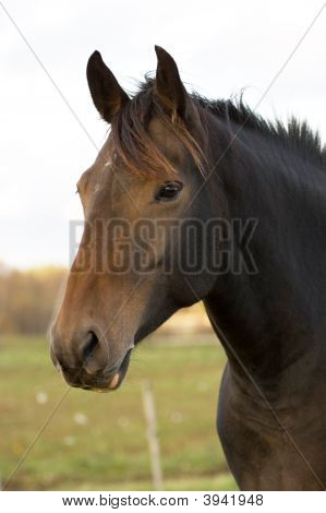 Stallion portre