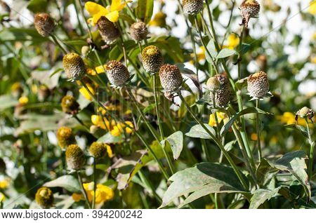 Flower Heads Of Rudbeckia Nitida With Lost Petals In Autumn