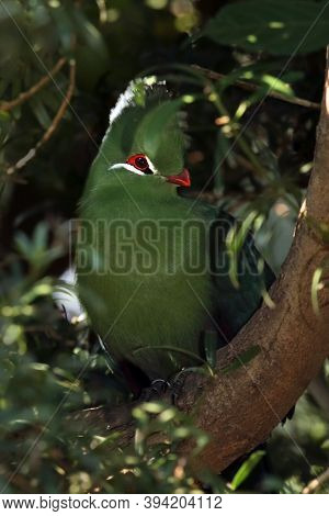 The Knysna Turaco (tauraco Corythaix) In The Bush.green Turaco With Red Eye And Beak In Thick Bushes