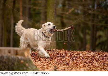 Golden Retriver Playing With A Stick In The Meadow