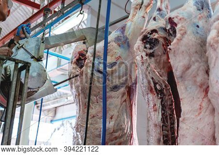 Butchers Works In Meat Industry, Meat Cattles Cut And Hanged On Hook In A Slaughterhouse.