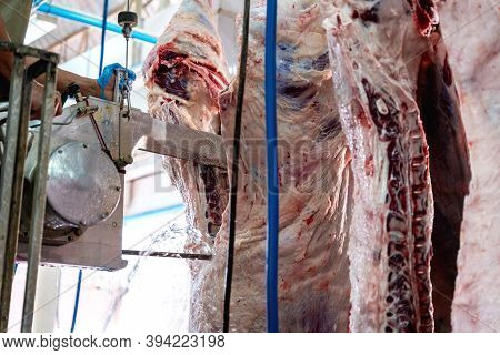 Close Up Butchers Works In Meat Industry, Meat Cattles Cut And Hanged On Hook In A Slaughterhouse.