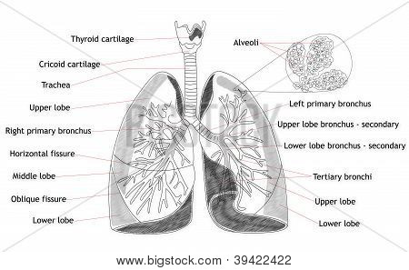 Structure du poumon humain