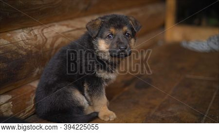 Sad Puppy Of A Shepherd Dog. The Sad Look Of A Young Puppy.