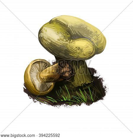 Lactarius Turpis Or Ugly Milkcap Mushroom Closeup Digital Art Illustration. Fungi Have Dirty Appeara