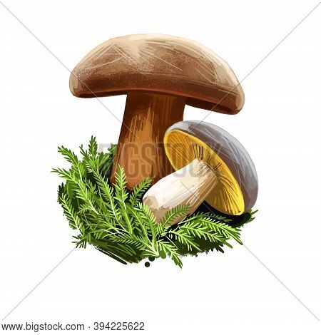 Lactifluus Or Lactarius Corrugis, Corrugated Cap Milky Mushroom Closeup Digital Art Illustration. Fu