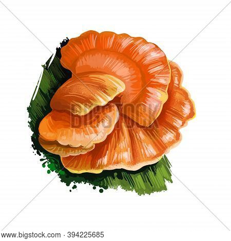 Laetiporus Conifericola Mushroom Closeup Digital Art Illustration. Polypore Fungus Grows On Tree And