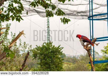 Colorful Macaw In Lake View Bird Park Near Village Malpur Rawal Lake, On Murree Road In Islamabad, P
