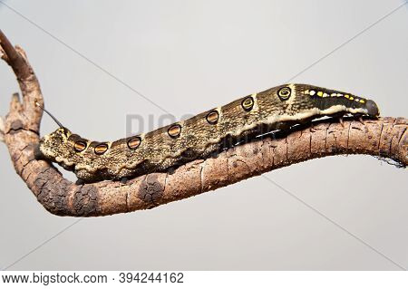 Impatiens Hawk Moth (theretra Oldenlandiae) On Stick Isolated On Gray Background. In Japan It Is Kno