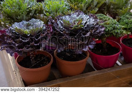 Potted Ornamental Cabbage Or Brassica Oleracea In A Garden Shop In November.