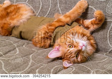 Young Red Cat Of Maine Coon Breed In Post-operative Bandage Lying On Sofa With Its Belly Up. Recover