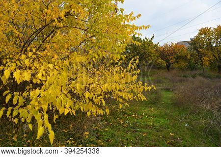 Beautiful Autumn Landscapes With Yellow Trees, Large Shrubs, Wild Grass And Ukrainian Nature. Indesc