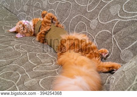 Young Red Cat Of Maine Coon Breed In Post-operative Bandage Lying On Sofa With Its Belly Up. Recover