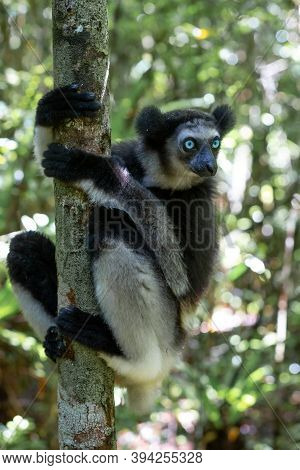 An Indri Lemur On The Tree Watches The Visitors To The Park