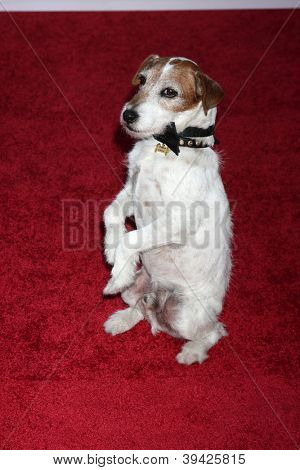 로스 앤젤레스-11 월 25: Uggie 할리우드 & 하이랜드에 2012 할리우드 크리스마스 퍼레이드에 도착 