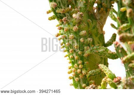 Close Up Of Opuntia Monacantha - Coat Cactus Isolated On White Background. House Plant. Nobody