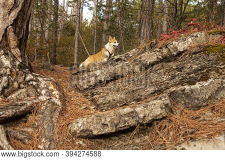 One Pembroke Welsh Corgi Looks At The Camera From The Mountain While Hiking In The Mountains Forest.