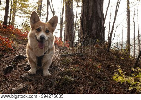 One Pembroke Welsh Corgi Looks At The Camera From The Mountain While Hiking In The Mountains Forest.