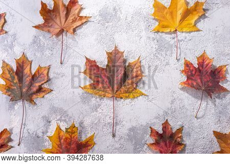 Maple Leaf On Gray-white Decorative Plaster Texture. Holiday Tektura Top View Autumn Leaves