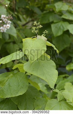 Common Catalpa Leaves - Latin Name - Catalpa Bignonioides