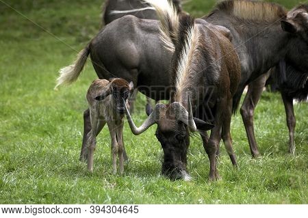 Black Wildebeest, Connochaetes Gnou, Female With Calf Standing On Grass
