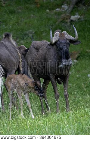 Black Wildebeest, Connochaetes Gnou, Female With Calf Standing On Grass