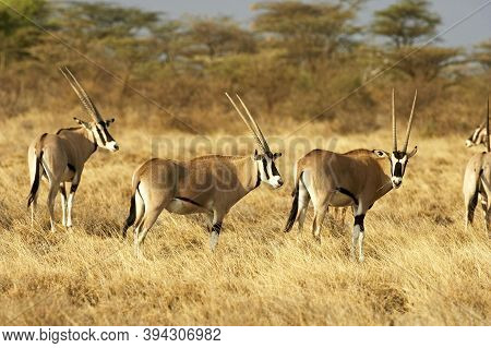 Beisa Oryx, Oryx Beisa, Group Standing In Dry Grass, Savannah, Masai Mara Park In Kenya