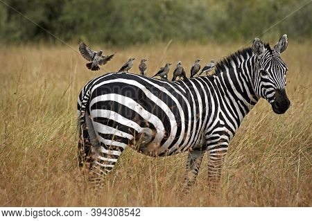 Burchell's Zebra, Equus Burchelli, Adult With Wattled Starling On Its Back, Creatophora Cinerea, Mas