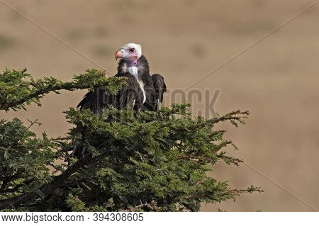 White Headed Vulture, Trigonoceps Occipitalis, Adult Standing On Bush, Masai Mara Park In Kenya