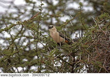 White Headed Buffalo Weaver, Dinemellia Dinemelli, Adult Standing On Acacia Branch, Kenya