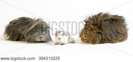 Long Hair Guinea Pig, Cavia Porcellus, Group Standing Against White Background