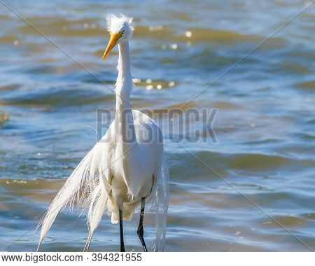 White Stork At Coast Beach, Montevideo, Uruguay