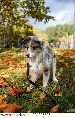 Beautiful Blue Merle Sheltie Puppy Stinding Near Leafs On Autumn. Photo Taken On A Warm Countryside 